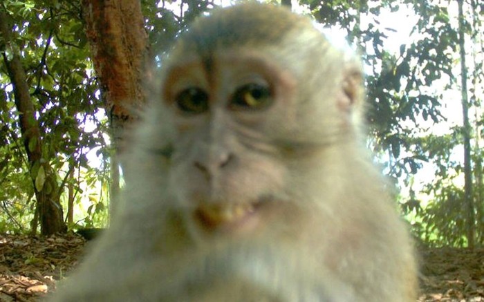 Chú khỉ xuất hiện mỉn cười hồn nhiên trước ống kính máy ảnh.